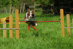 springender Border Collie