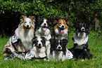 Border Collies