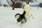 springender Border Collie