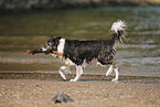 spielender Border Collie