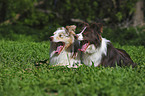 Border Collies