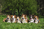 Border Collies