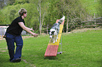 Border Collie beim Agility