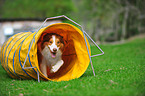 Border Collie beim Agility