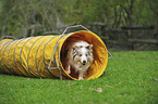 Border Collie beim Agility