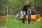 Border Collie beim Agility