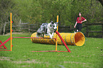 Border Collie beim Agility