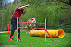 Border Collie beim Agility