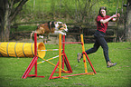 Border Collie beim Agility