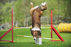 Border Collie beim Agility