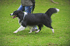 Border Collie