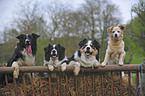 Border Collies und Mischling