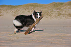 spielender Border Collie