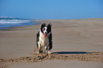 rennender Border Collie