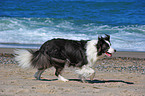 rennender Border Collie