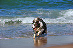 rennender Border Collie