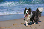 laufender Border Collie