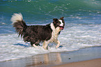 laufender Border Collie