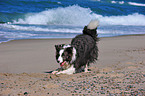 Border Collie macht Spielaufforderung