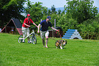 Border Collie zieht Fahrrad