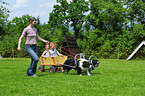 Border Collie ziehen Wagen