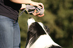 Border Collie Portrait