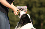 Border Collie Portrait