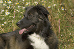 Border Collie Portrait