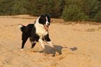 rennender Border Collie