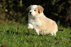 rennender Border Collie Welpe