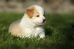 Border Collie Welpe