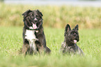 Border Collie & CairnTerrier