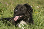 Border Collie Portrait