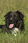 Border Collie Portrait