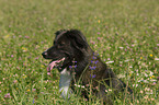 Border Collie Portrait