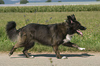 rennender Border Collie