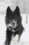 rennender Border Collie