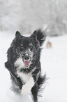 rennender Border Collie