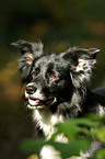 Border Collie Portrait