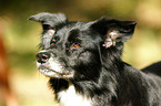 Border Collie Portrait