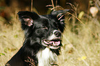 Border Collie Portrait