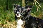 Border Collie Portrait