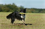 spielender Border Collie