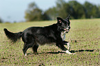 rennender Border Collie