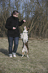 Border Collie macht Mnnchen