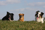 Border Collie und Mischling