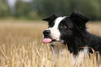 Border Collie Portrait