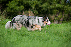 laufender Border Collie