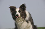 Border Collie Portrait