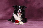 liegender Border Collie